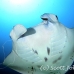 ray_manta_gc_h_0177_pal2711_rv.jpg